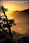 Picture: Tree at sunset along the King Range, Lost Coast, near Shelter Cove, Humboldt County, CALIFORNIA