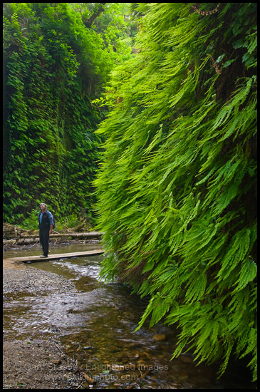 Photo: Hiker in Fern Canyon, Prairie Creek Redwoods State Park, California