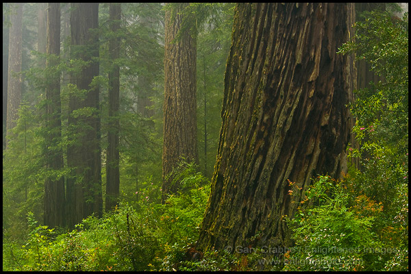 Photo: Redwood trees and forest in the rain, Lady Bird Johnson Grove, Redwood National Park, California