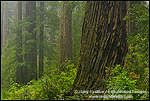 Picture: Redwood trees and forest in the rain, Lady Bird Johnson Grove, Redwood National Park, California