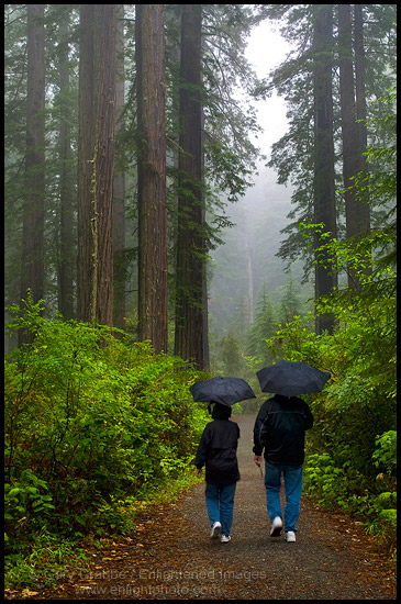 Photo: Couple walking in forest with umbrellas on trail in rain and fog, Lady Bird Johnson Grove, Redwood National Park, California