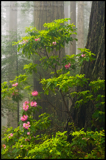 Photo: Wild Rhododendron flowers in bloom, fog, and redwood trees in forest, Lady Bird Johnson Grove, Redwood National Park, California