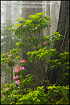 Picture: Wild Rhododendron flowers in bloom, fog, and redwood trees in forest, Lady Bird Johnson Grove, Redwood National Park, California