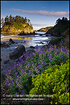 Photo: Morning Light on Pewetole Island and Lupine wildflowers in bloom at Trinidad State Beach, Humboldt County, California