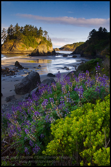 Photo: Morning Light on Pewetole Island and Lupine wildflowers in bloom at Trinidad State Beach, Humboldt County, California