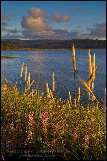 Photo: Pampas Grass (Cortaderia selloana) at sunset, Big Lagoon, Humboldt Lagoons State Park, California