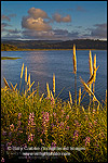 Photo: Pampas Grass (Cortaderia selloana) at sunset, Big Lagoon, Humboldt Lagoons State Park, California