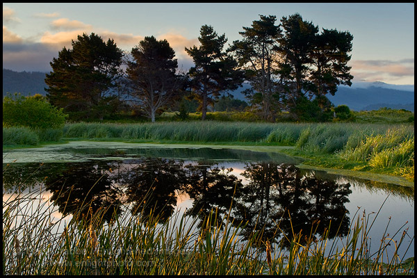 Photo: Trees reflected in pond in morning light at the Arcata Marsh, Arcata, California