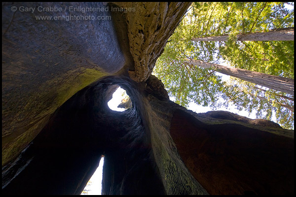 Photo: Looking up from inside Shrine Drive Thru Redwood Tree tourist attraction, Avenue of the Giants, Humboldt County, California