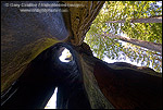Picture: Looking up from inside Shrine Drive Thru Redwood Tree tourist attraction, Avenue of the Giants, Humboldt County, California