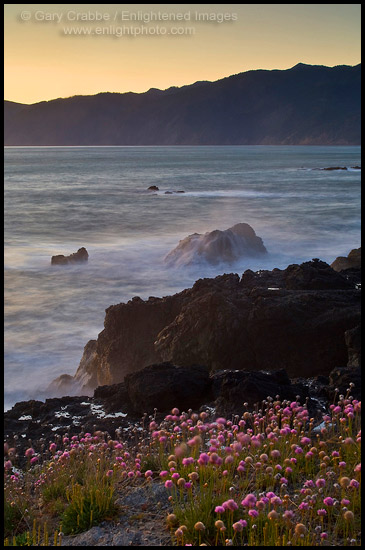 Photo: Wildflowers on coastal bluffs and ocean waves crashing on rock at sunset, Shelter Cove, Lost Coast, Humboldt County, California