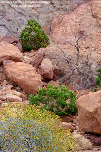Desert flora and pink rocks near Artist Palette, Death Valley, California