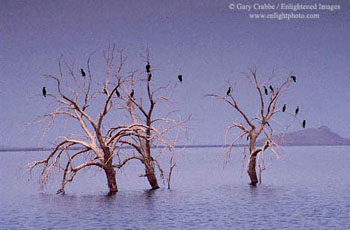 Cormorants on barren tree, Salton Sea, Imperial County, California