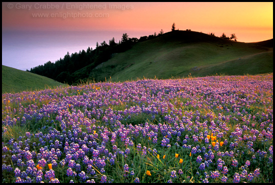 Picture: Flowers and green hills at sunset, Marin County, California