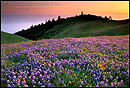 Photo: Flowers and green hills at sunset, Marin County, California
