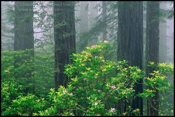 Picture: Redwood Trees, Rhododendrons, and fog, Redwood National Park, California