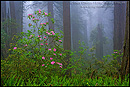 Picture: Rhododendron and mist in redwood forest, Redwood National Park, California