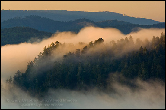 Photo: Forest and fog at sunrise, Redwood National Park, Del Norte County, California