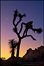 Picture: Crescent Moon over Joshua Tree at dawn, Joshua Tree National Park, California