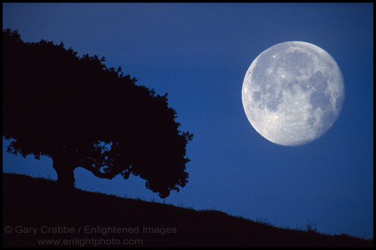 Picture: Moon and Oak Tree, near Briones Regional Park, California