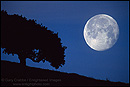 Photo:  Moon and Oak Tree, near Briones Regional Park, California