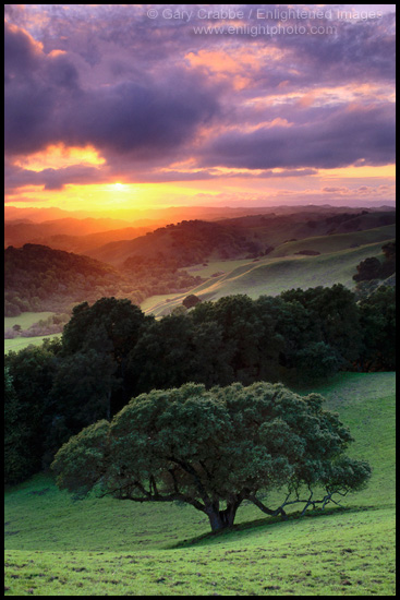 Photo: Sunset over green hills and oak tree in Spring, Broines Regional Park, Contra Costa County, California