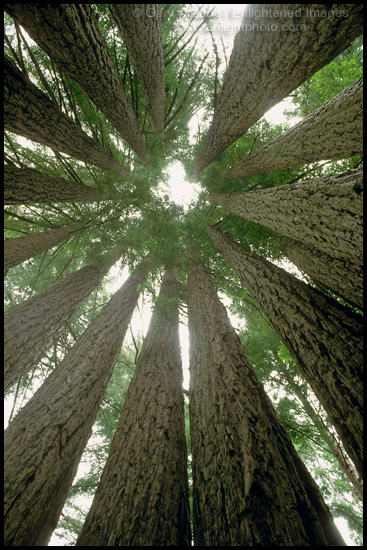 Picture: Inside the Goosepen of Redwood Trees, Sonoma County, California