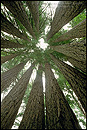 Photo: Inside the Goosepen of Redwood Trees, Sonoma County, California