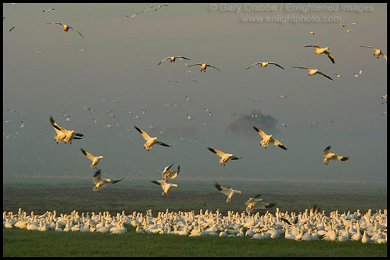 Picture: Geese landing in field at sunrise, Merced Wildlife Refuge, California