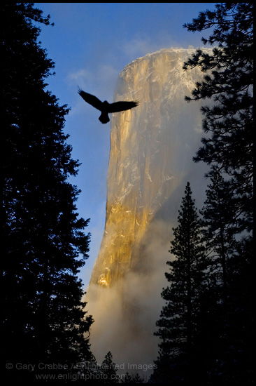 Photo: Native Spirit, Raven flying past El Capitan at sunrise, Yosemite Valley, Yosemite National Park, California