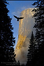 Picture: Native Spirit, Raven flying past El Capitan at sunrise, Yosemite Valley, Yosemite National Park, California