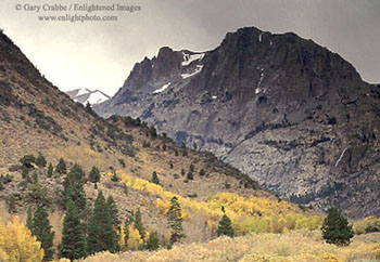 Fall colors below Carson Peak, near June Lake, Eastern Sierra, California