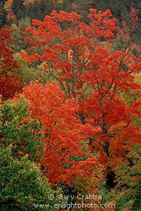 Fall Colors on Trees at Sunrise near Kancamagus Pass, White Mountains, New Hampshire