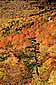 Fall Colors and Lone Evergreen Pine Tree, White Mountains, New Hampshire