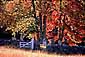 Fall Colors and family graveyard, White Mountains, New Hampshire