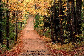 Fall Colors along Dirt Road, White Mountains, New Hampshire