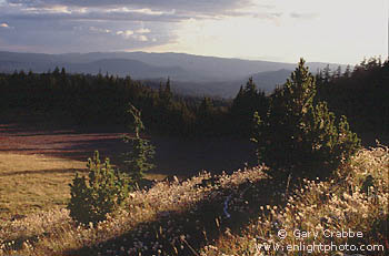 Young evergreen trees and grassy meadow at sunset, Crater Lake National Park, Oregon