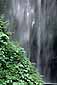 Waterfall and foliage detail, Multnomah Falls, Columbia River Gorge National Recreation Area, near Portland, Oregon