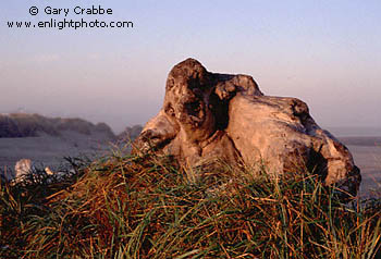 The Creature Rises. Sunrise light on driftwood and coastal grasses, Bullards Beach State Park, near Bandon, Southern Oregon Coast