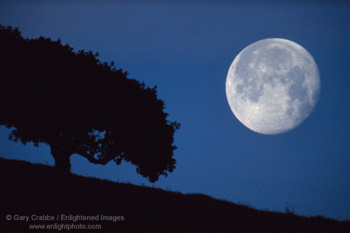 Full moon setting at dawn over a lone oak tree, Briones Region, Contra Costa County, California