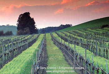 Sunset over vineyard in early spring in the Carneros Region, Napa County, California