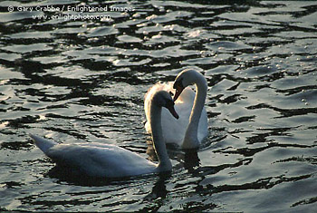 (More) All we need is Love -  Swans in the River Cam, Cambridge, England