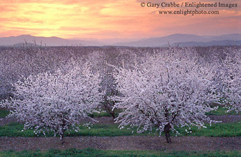 Almond Orchard blossoms during a spring sunset, Central Valley, California