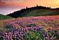 Wildflowers at sunset on the slopes of Mount Tamalpais, Marin County, California