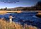 Fly fisherman on the Madison River, Yellowstone National Park, Wyoming