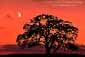 Moon over lone oak tree at sunset, near Oakdale, California