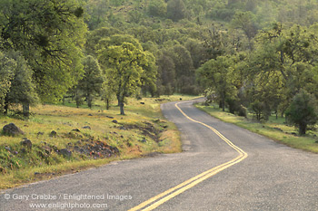 Photo: Winding road lined by oak trees in spring, Tehama County, California