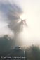 Image: Sunbeams through tree and fog over car on road, Mount Tamalpais, Marin County, California
