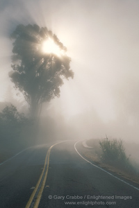 Photo: Sunburst through tree in fog along the Panoramic Highway, Marin County, California