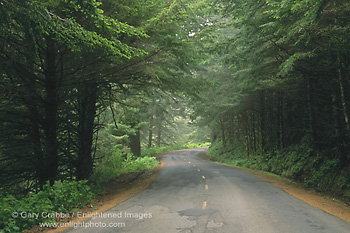 Photo: Twisting road through green forest, Mattole Road, Humboldt County, Northern California
